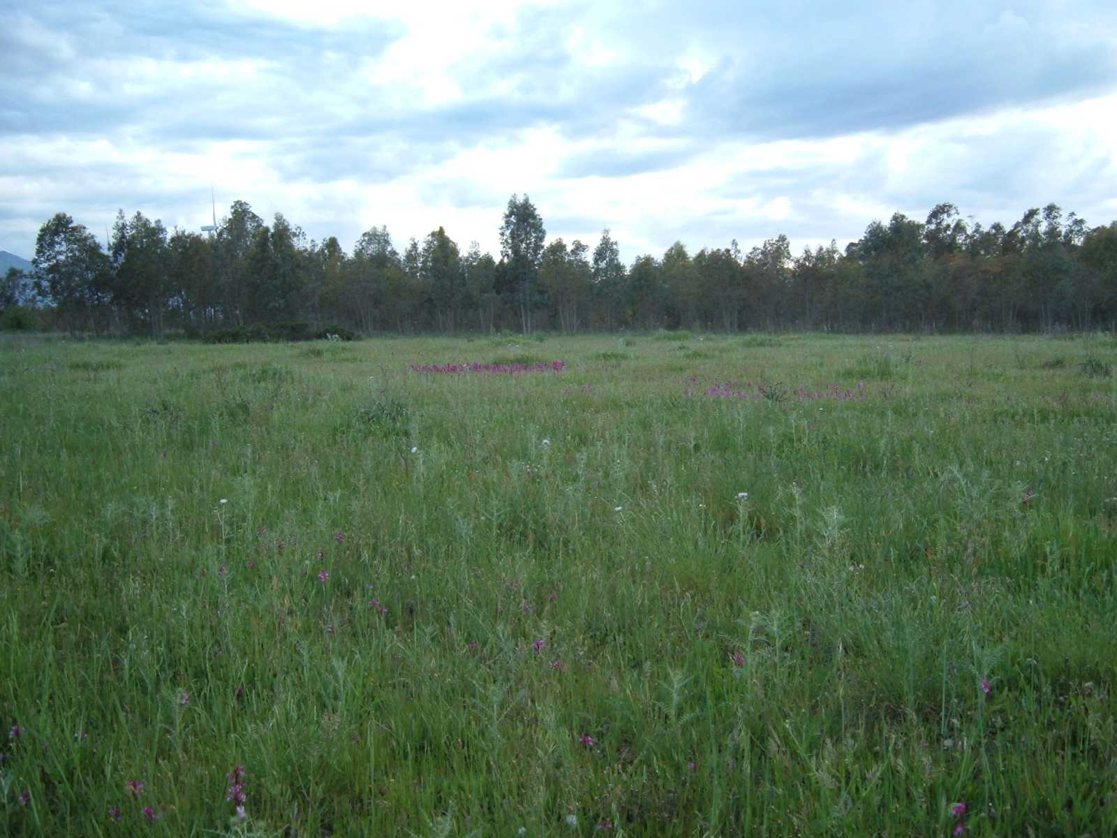 campo di orchis papilionacee..